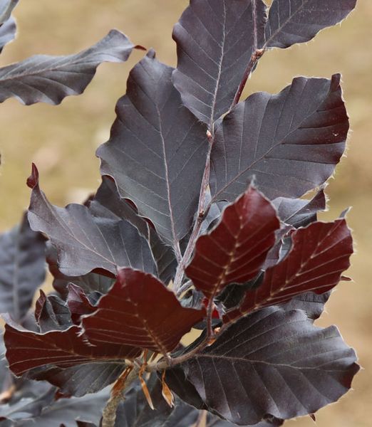 Fagus sylvatica 'Dawyck Purple'